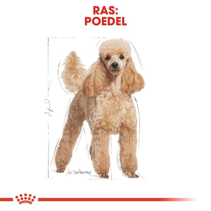 Royal Canin Poodle Adult hondenvoer 1.5kg