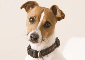 Welke maat halsband/tuig heb ik nodig voor mijn hond?