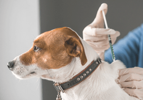 Waarom je hond laten vaccineren?