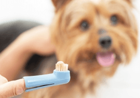 Hoe poets je de tanden van je hond?