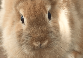 Heeft mijn konijn vachtmijt?
