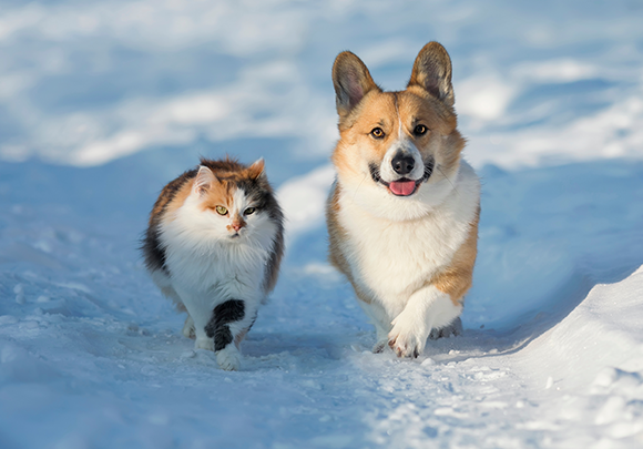 Winter tips voor huisdieren