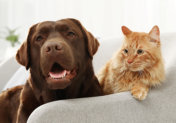 Dementie bij honden en katten: herkenning en zorg