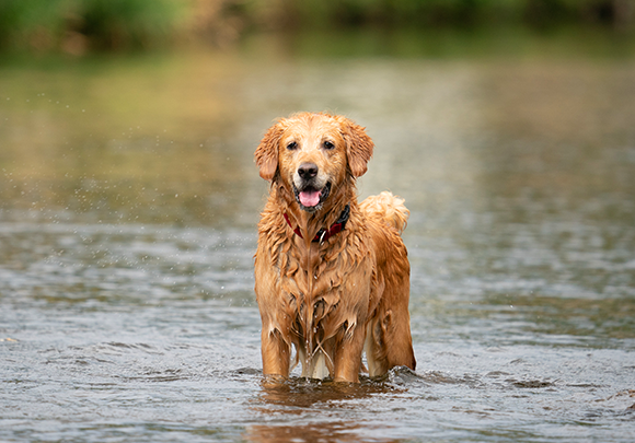 Plons! Zwemmen & waterpret met je hond: zo houd je het veilig.