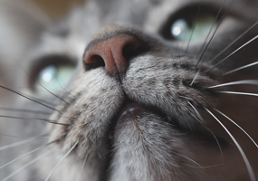 Is Dettol giftig voor katten?