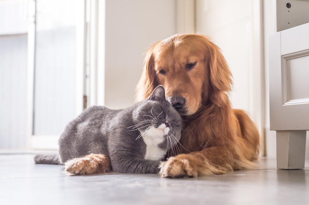 Nierproblemen bij je hond of kat