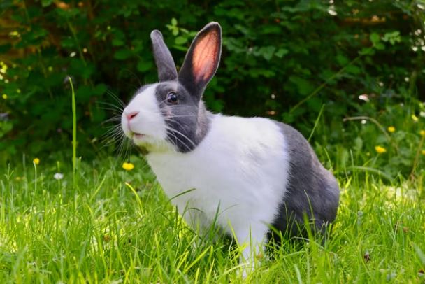 Jeuk en huidproblemen bij konijnen en knaagdieren