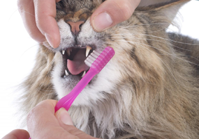 Hoe poets je de tanden van je kat?