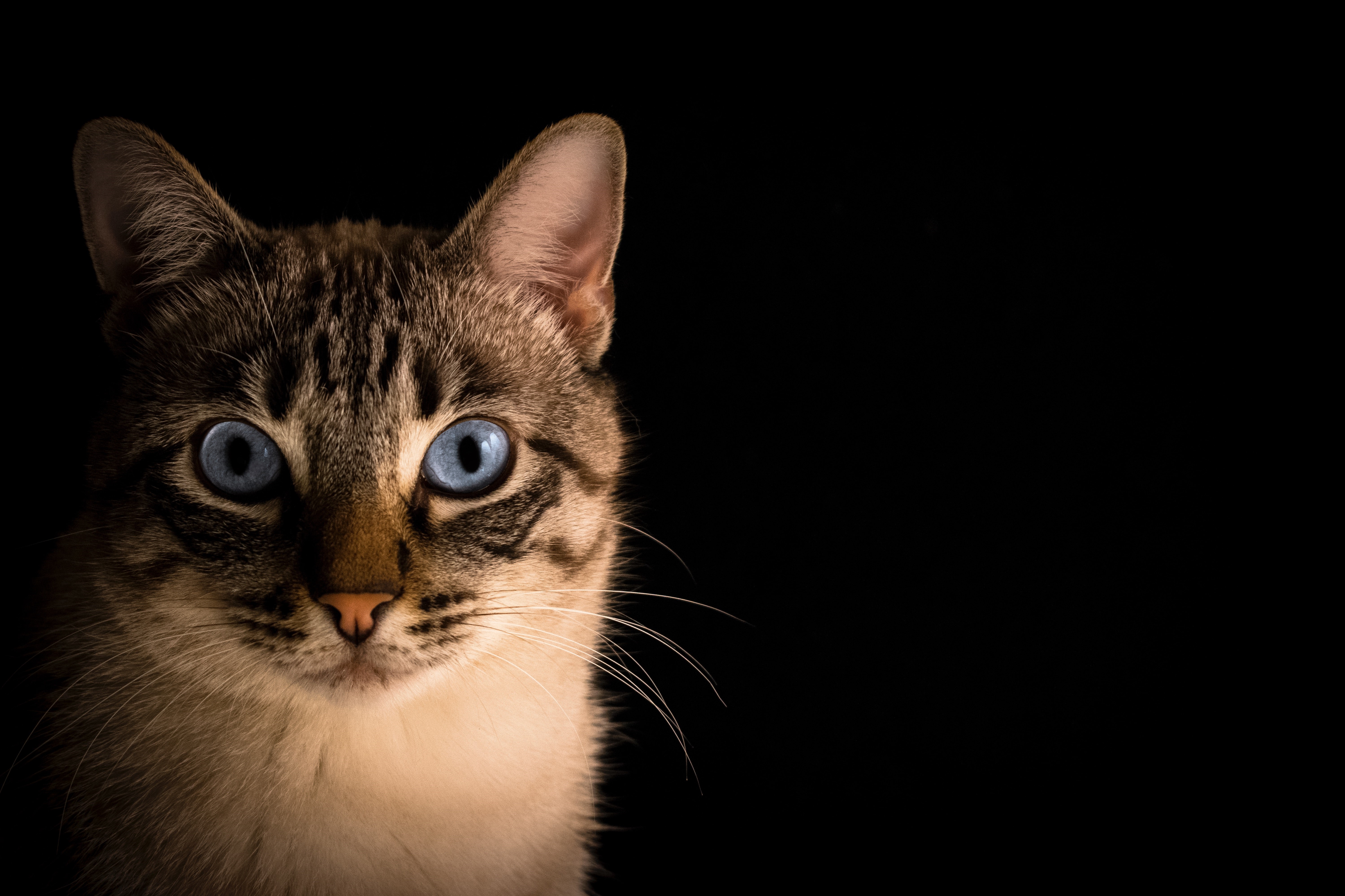 Trekker Lol Steken Help, mijn kat heeft blaasgruis! | VoorMijnDier