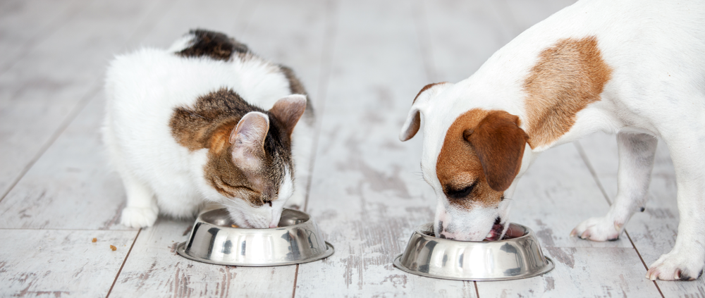 open haard grens Afvoer Wat zijn de voordelen van natvoer voor honden en katten? | VoorMijnDier