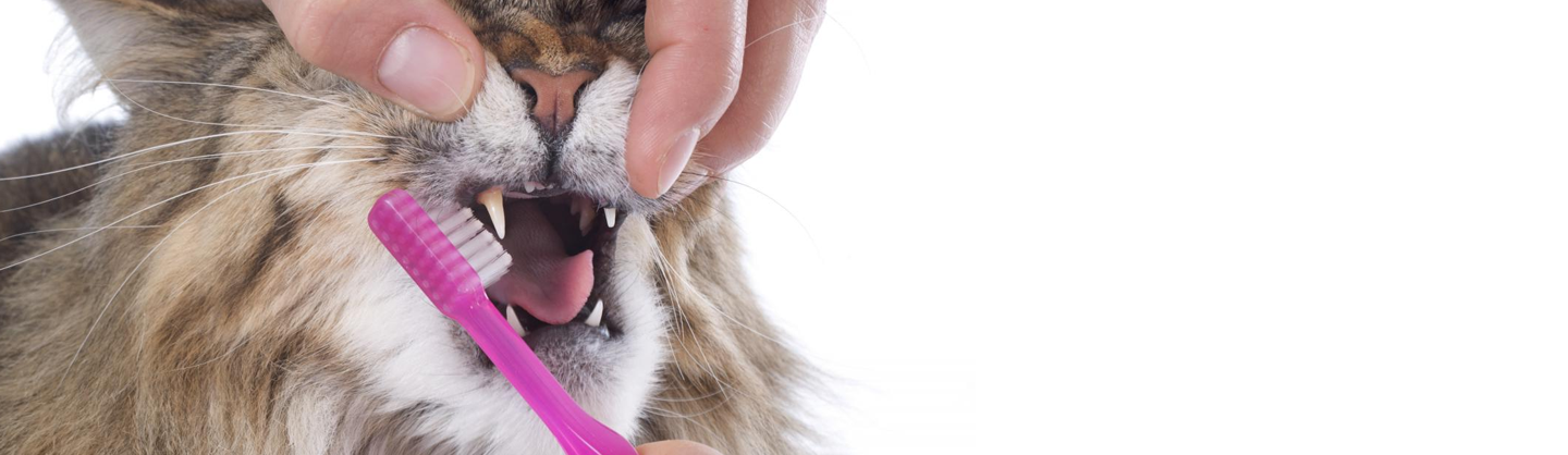 identificatie Promotie hetzelfde Hoe poets je de tanden van je kat? | VoorMijnDier
