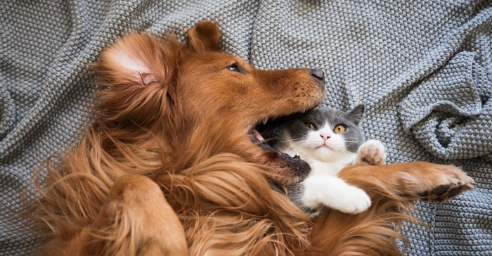 tellen Immuniseren Voor type Haaruitval bij hond en kat | VoorMijnDier