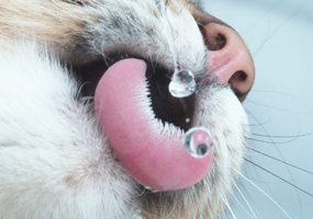 incompleet schreeuw Halve cirkel Heeft jouw kat blaasgruis? | VoorMijnDier