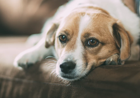 Melkkliertumoren bij de hond